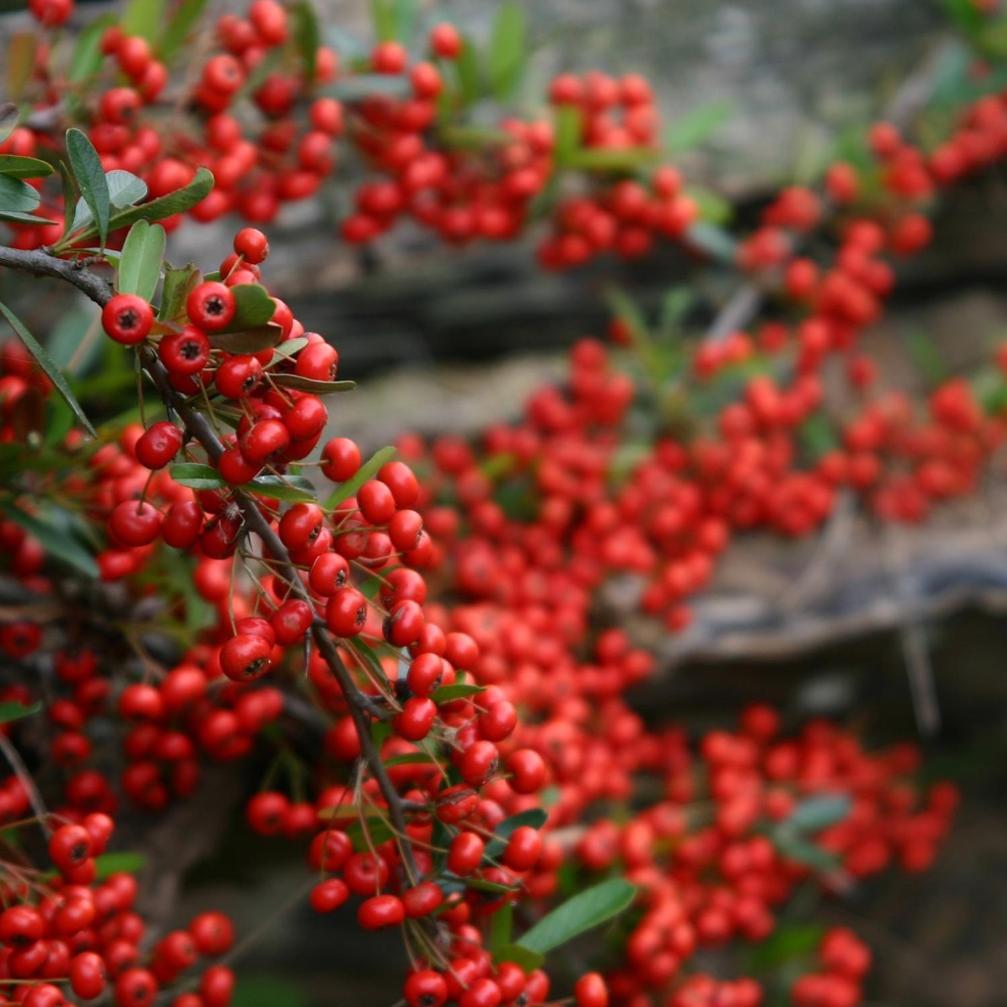 Cabanas Pyracantha Esquel Kültér fotó